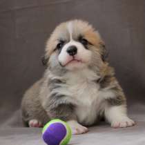 Вельш корги пемброк щенки куцехвостые, в Москве