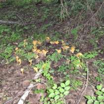 Продам березовый лист, в Якутске