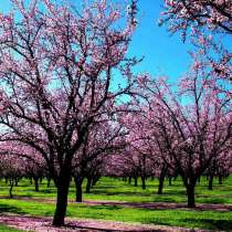 Тур в Армению. Аромат Армении, в г.Ереван