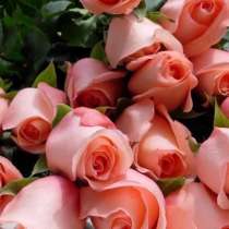 Розы, в Серпухове