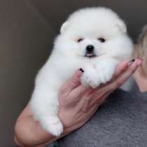 Шпиц щенок девочка 2,5 месяца, в Краснодаре