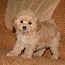 Мальтипу F - 1, в г.Марбург