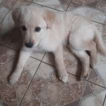 Отдам в хорошие руки, в Пушкино