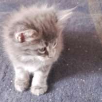 Мейн-кун, в Самаре