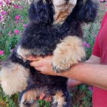 Пудель. Fantom, в г.Beckingen