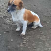 Маленькая собачка, в Краснодаре