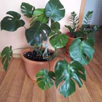 Монстера, в г.Астана