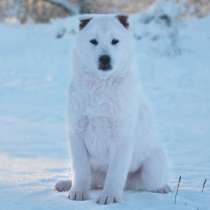 Kishu-ken, в г.Haines