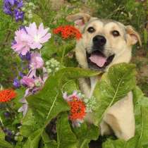 Ласковая собачка Герда в поисках дома, в Москве