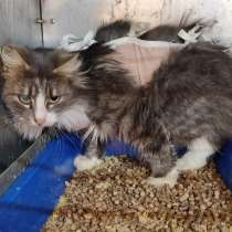 Кошка Маша! Ищет дом! Срочно!, в г.Минск