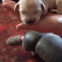 Щенки английского кокер спаниеля, 2мальчика чёрный и белый, в Абакане