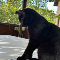 Отдам котика в хорошие руки!, в Приобском
