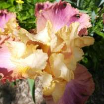 Цветы многолетние, в Краснодаре