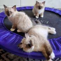 Котята рэгдолл 2 девочки и 1 мальчик, в г.Ришон-ле-Цион