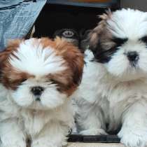 Очаровательные щенки ши-тцу, в г.Ровеньки