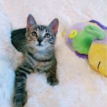 Домашний Шерлок Холмс 2,5мес, в Санкт-Петербурге