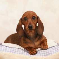 Щенок таксы миниатюрной, девочка, в Москве