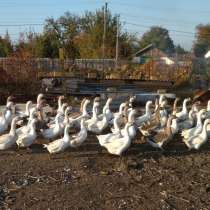 Гуси домашние, в Белогорске