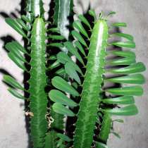 Продам комнатное растение Молочай, в г.Уральск