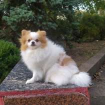 Померанский шпиц, в г.Beerfelden