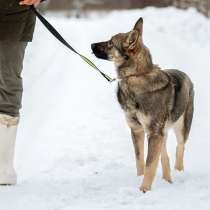 Веселый друг и чудесный компаньон, собачка-подросток Агния, в Москве