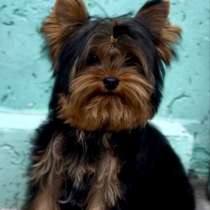 Йоркширский терьер. Мини, в г.Карлштадт