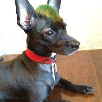 Грумер, в Санкт-Петербурге