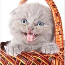 Клубная лиловая кошечка, в Москве