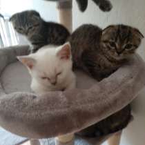 Katzen BKH, в г.Эссен