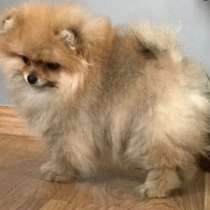 Померанский шпиц, в г.Karlsburg