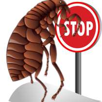 Блохи. Профессиональное уничтожение блох. Гарантия. Скидки, в Москве