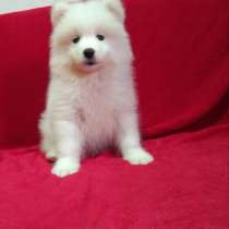 Самоед, в г.Берлин