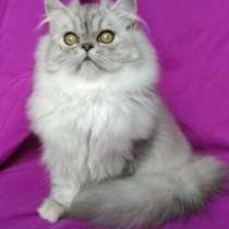 Шиншилла длинношерстная. Silver, в г.Аланья