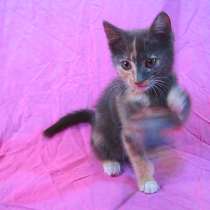 Европейская короткошерстная кошка (2,5 месяца), в г.Усть-Каменогорск