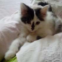 Подарю в хорошие руки симпатичных котят, в г.Тараз