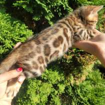 Бенгальские девочки в разведение, в г.Лион