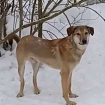 Ищем дом Марселю, в Москве