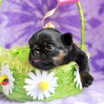 Девочка пти-брабансон, в Москве