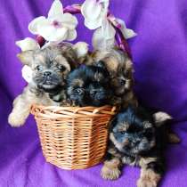 Щенки shorkie, в Москве