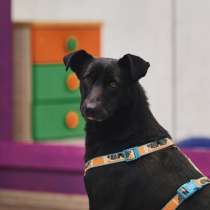 Чернушка: та, кто научит ценить доверие, в Москве