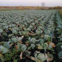 Продам капусту доставка, в Кемерове