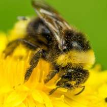 Продам пчёлосемьи карпатки, в Сызрани