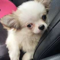 Мальчик чихуахуа, в г.Kosel