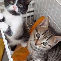 Очень красивые котята, веселые девчушки в добрые руки, в Москве