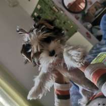 Yorkshire terrier biewer, в г.Valencia