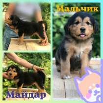Щенки. Монгол-Бурятская собака. Хотошо, в Дмитрове