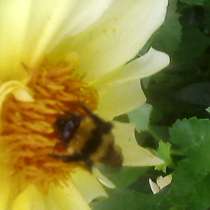 Мед, в Омске