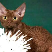 Девон-рекс кот, в Омске