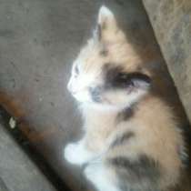 Катёнок, в Новомосковске