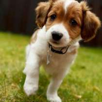 Собака, в Петрозаводске